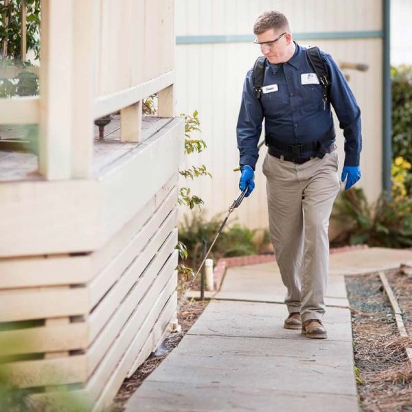 مكافحة الحشرات والقوارض في القاهرة