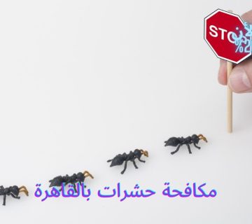 مكافحة حشرات بالقاهرة