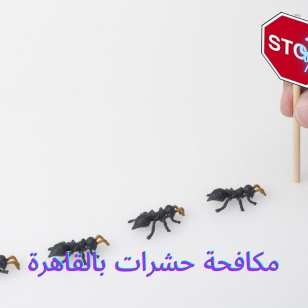 مكافحة حشرات بالقاهرة