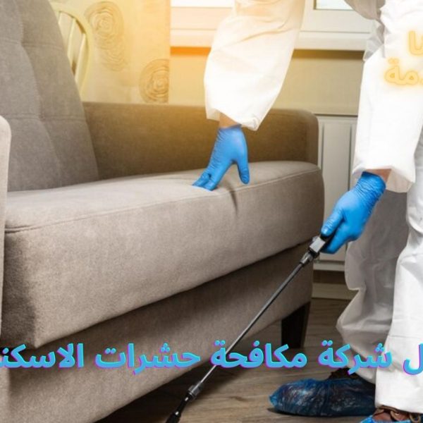 أفضل شركة مكافحة حشرات الاسكندرية