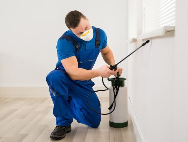 شركات مكافحة الحشرات بالغردقة